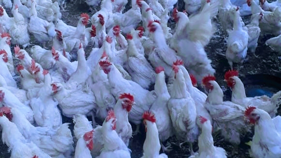 Opinii despre Farm to Table Cornish Chickens în Mthatha - Hospitality and gastronomy