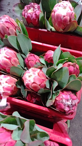 Mimosa Blomme - Hospitality and gastronomy