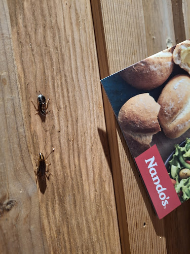 Nando's Summerstrand - Hospitality and gastronomy