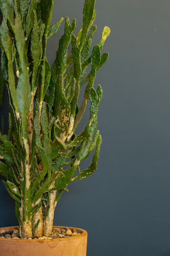 Coffee Fox Mountain View Square - Hospitality and gastronomy