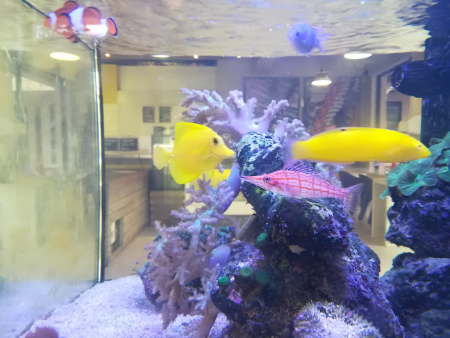 Snoekies,Frozen Fish Market & Fish Bait - Hospitality and gastronomy