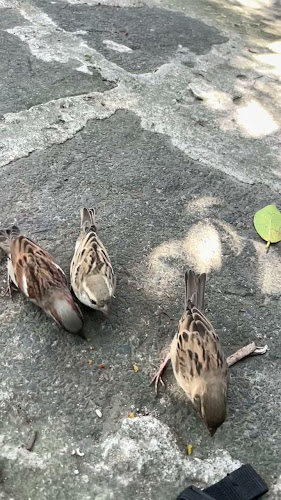 Opinii despre St. Clements Restaurant în Durban - Hospitality and gastronomy