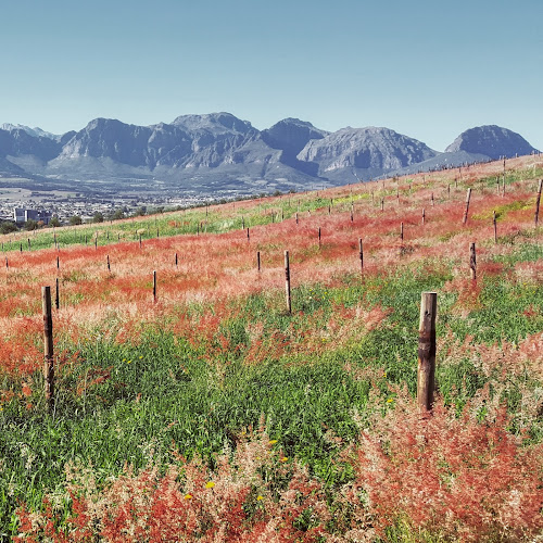 Blacksmith's Kitchen - Hospitality and gastronomy