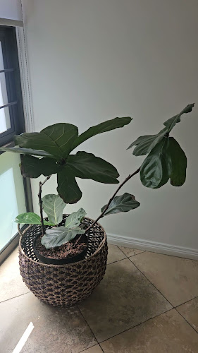 Platō Coffee - Alpine Attitude