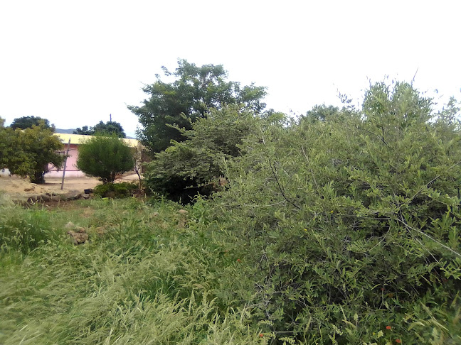 Majamo's - Hospitality and gastronomy