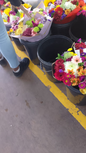 Comentarii opinii despre Mimosa Blomme