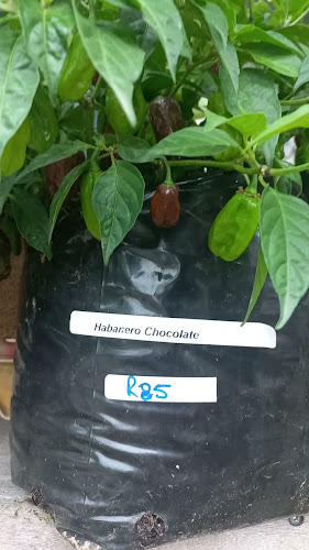 Dorp St, Stellenbosch Central, Stellenbosch, 7600