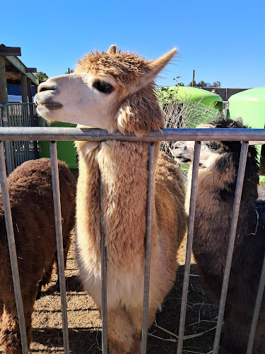 Comentarii opinii despre Boeretroos Koffiewinkel