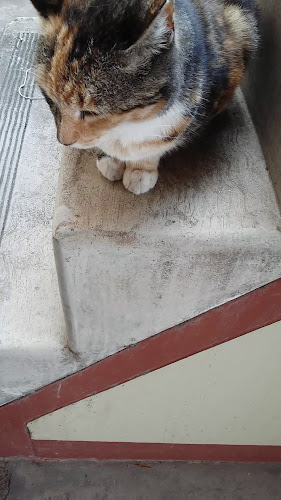 Opinii despre Mamma's Chicken în Durban - Hospitality and gastronomy