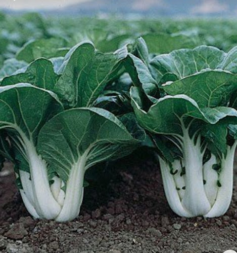 Opemiprojectsptyltd - Hospitality and gastronomy