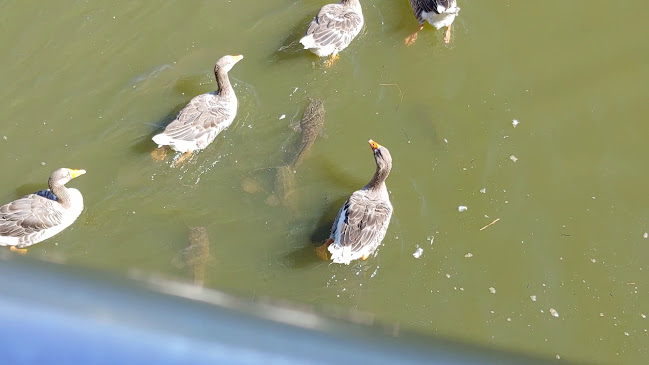 Lakeside Cafe - Coffee PMB