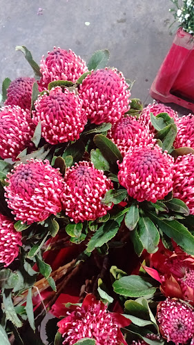 Opinii despre Mimosa Blomme în Johannesburg - Hospitality and gastronomy