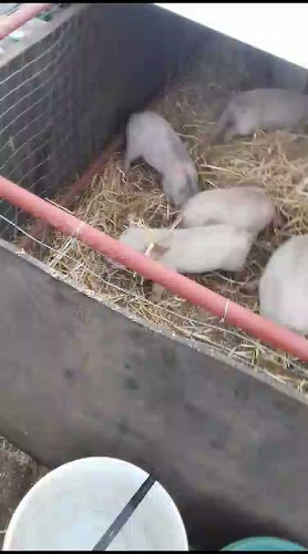 Burger King Walmer (Drive-Thru) - Gqeberha