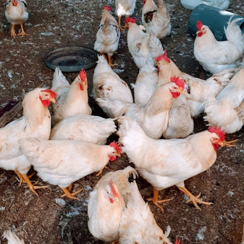 Farm to Table Cornish Chickens - Mthatha