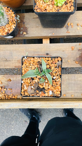 Comentarii opinii despre Urban Bru Espresso Cafe