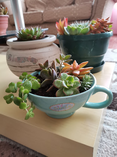 Comentarii opinii despre Botanical Blooms