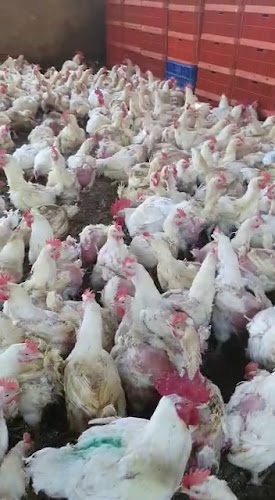 Farm to Table Cornish Chickens