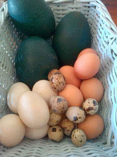 Gogo's Deli at Italo's - Hospitality and gastronomy