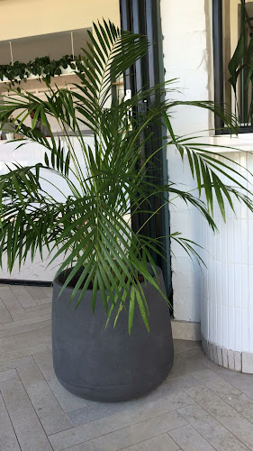 Platō Coffee - Volley Brooklyn