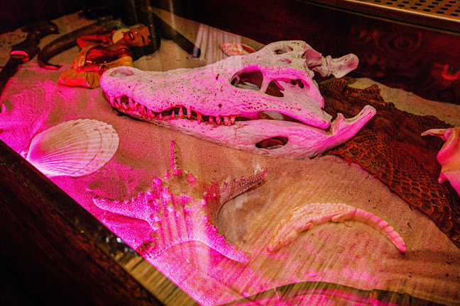 The Tiki Tomb - Hospitality and gastronomy