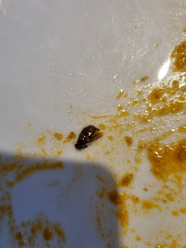 Comentarii opinii despre Copper Chimney